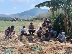 Wujud Kedekatan Polri dan Masyarakat, Bhabinkamtibmas Polsek Belo Bantu Panen Bawang Merah Milik Warga Binaan
