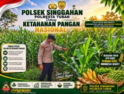 Anggota Polsek Singgahan Polresta Tuban Turun Cek Tanaman jagung Warga di Desa Lajo loratis