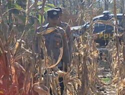 Mendukung Program Ketahanan Pangan, Polsek Widang Patroli Kawasan Lahan Pertanian Jagung