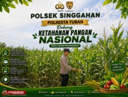 Anggota Polsek Singgahan Polresta Tuban Turun Cek Tanaman jagung Warga di Desa Tingkis