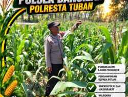 Bhabinkamtibmas Polsek Bangilan Monitoring Tanaman Jagung, Dukung Ketahanan Pangan