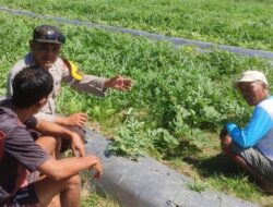 Dukung Ketahanan Pangan, Bhabinkamtibmas Mapin Sambangi Petani Semangka dan Beri Motivasi Perawatan Lahan