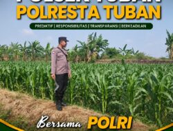 Polsek Tuban Pantau Lahan Jagung, Dukung Ketahanan dan Swasembada Pangan Nasional