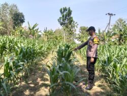 DUKUNG PROGRAM ASTACITA, BHABINKAMTIBMAS DESA PACING POLSEK PARENGAN POLRESTA TUBAN LAKSANAKAN SAMBANG TANAMAN JAGUNG MILIK PETANI DI DESA PACING KEC. PARENGAN.