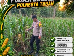 Bhabinkamtibmas Polsek Bangilan Pantau Tanaman Jagung, Dukung Ketahanan Pangan