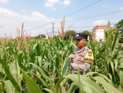 Dukung Astacita Presiden RI, Bhabinkamtibmas Polsek Kenduruan Polresta Tuban Turun Langsung Mengecek Tanaman Jagung Warga .
