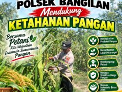 Polsek Bangilan Dukung Ketahanan Pangan Melalui Monitoring Tanaman Jagung