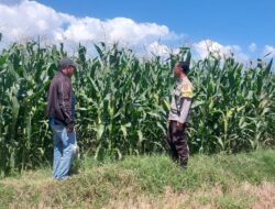 Dukung Ketahanan Pangan, Bhabinkamtibmas Jurumapin Sambangi Petani Jagung dan Pantau Perkembangan Lahan