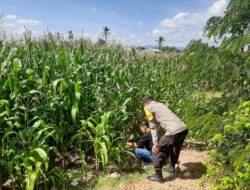 Dukung Ketahanan Pangan, Bhabinkamtibmas Desa Lab. Sumbawa Sambangi Warga Pengepul dan Petani Holtikultura