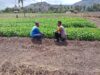 Bhabinkamtibmas Tekasire Sambangi Petani, Dorong Ketahanan Pangan dan Cegah Karhutla