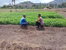 Bhabinkamtibmas Tekasire Sambangi Petani, Dorong Ketahanan Pangan dan Cegah Karhutla