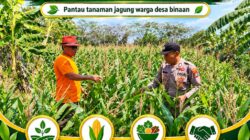 “ANGGOTA POLMAS PANTAU PERKEMBANGAN TANAMAN JAGUNG PETANI DI DESA BINAAN”