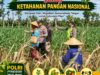 Polri Dukung Astacita, Polsek jenu Polres Tuban Turun Cek Tanaman Jagung Warga di Desa Jenu