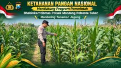 Polsek Montong Polresta Tuban Turun Cek Tanaman jagung Warga di Desa Pucangan