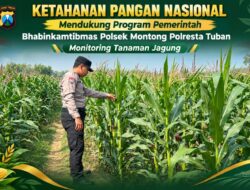 Polsek Montong Polresta Tuban Turun Cek Tanaman jagung Warga di Desa Pucangan