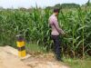 Polsek Tambakboyo Cek Pertumbuhan Jagung, Dukung Program Ketahanan Pangan