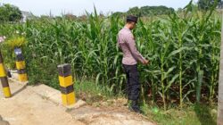 Polsek Tambakboyo Cek Pertumbuhan Jagung, Dukung Program Ketahanan Pangan