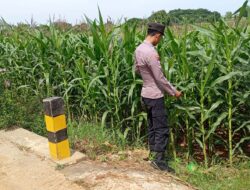 Polsek Tambakboyo Cek Pertumbuhan Jagung, Dukung Program Ketahanan Pangan