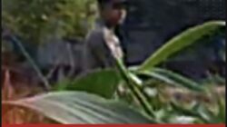 Mendukung Program Ketahanan Pangan, Bhabinkamtibmas Monitoring Pertumbuhan Jagung