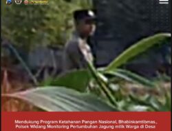 Mendukung Program Ketahanan Pangan, Bhabinkamtibmas Monitoring Pertumbuhan Jagung