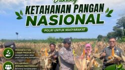 Polri Dukung Astacita, Polsek Rengel Polresta Tuban Turun Cek Tanaman Jagung Warga di Desa Pekuwon