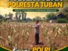 Polsek Tuban Pantau Lahan Jagung, Dukung Ketahanan Pangan Berkelanjutan