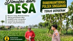 Anggota Polsek Singgahan Polresta Tuban Turun Cek Tanaman jagung Warga di Desa Mulyorejo