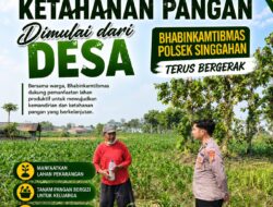 Anggota Polsek Singgahan Polresta Tuban Turun Cek Tanaman jagung Warga di Desa Mulyorejo