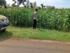 Polsek Tambakboyo Monitoring Lahan Jagung, Wujudkan Ketahanan Pangan di Wilayah