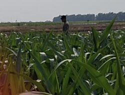 Mendukung Program Ketahanan Pangan, Bhabinkamtibmas Monitoring Pertumbuhan Jagung