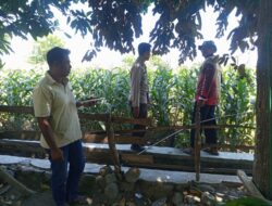 Dukung Ketahanan Pangan Nasional, Bhabinkamtibmas Desa Batu Bangka Sambangi Petani Pengecek Tanaman Jagung