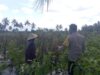 Bhabinkamtibmas Desa Kesik Cek Lahan Ketahanan Pangan Bergizi, Tanaman Tomat Jadi Andalan