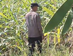 Mendukung Program Ketahanan Pangan, Bhabinkamtibmas Monitoring Pertumbuhan Jagung