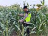 Polri Dukung Astacita, Polsek jenu Polres Tuban Turun Cek Tanaman Jagung Warga di Desa mentoso