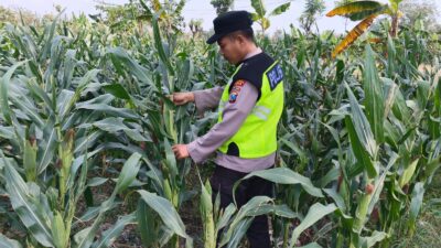 Polri Dukung Astacita, Polsek jenu Polres Tuban Turun Cek Tanaman Jagung Warga di Desa mentoso