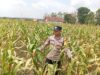 Dukung Program Astacita Presiden, Polisi Polsek Kenduruan Polresta Tuban Cek Perkembangan Tanaman Jagung Warga