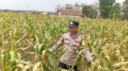 Dukung Program Astacita Presiden, Polisi Polsek Kenduruan Polresta Tuban Cek Perkembangan Tanaman Jagung Warga
