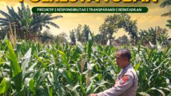 Polsek Tuban Pantau Perkembangan Tanaman Jagung, Dukung Ketahanan Pangan Nasional