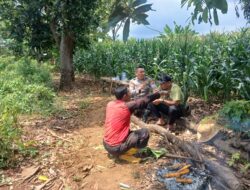 Dukung Ketahanan Pangan, Polsek Tambakboyo Sinergi dengan Petani Jagung di Ladang
