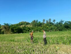 Dukung Ketahanan Pangan, Bhabinkamtibmas Desa Tarusa Sambangi Petani Pengecek Tanaman Jagung Pioner