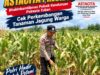 Dukung Program Astacita Presiden, Bhabinkamtibmas Polsek Kenduruan Polresta Tuban Cek Perkembangan Tanaman Jagung Warga .