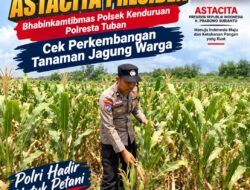 Dukung Program Astacita Presiden, Bhabinkamtibmas Polsek Kenduruan Polresta Tuban Cek Perkembangan Tanaman Jagung Warga .