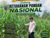 Dukung Ketahanan Pangan Nasional, Polsek Bangilan Bersinergi dengan Petani Jagung