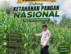 Dukung Ketahanan Pangan Nasional, Polsek Bangilan Bersinergi dengan Petani Jagung