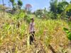 ANGGOTA POLSEK GRABAGAN SAMBANG DESA BINAAN, PANTAU LAHAN JAGUNG DAN MEMASTIKAN SISTEM IRIGASI MASIH LANCAR