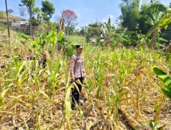 ANGGOTA POLSEK GRABAGAN SAMBANG DESA BINAAN, PANTAU LAHAN JAGUNG DAN MEMASTIKAN SISTEM IRIGASI MASIH LANCAR