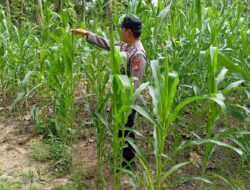 Cek Langsung ke Lahan, Polsek Tambakboyo Dukung Ketahanan Pangan Jagung di Tuban