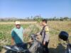 Dukung Ketahanan Pangan Nasional, Bhabinkamtibmas Desa Lekong Sambangi Petani Jagung dan Sosialisasikan Pekarangan Pangan Bergizi