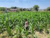Polri Dukung Astacita, Polsek Grabagan Polresta Tuban Turun Cek Tanaman jagung milik Warga di Desa Grabagan