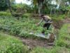 Dukung Ketahanan Pangan Nasional, Bhabinkamtibmas Desa Jurumapin Sambangi Petani Milenial dan Tinjau Kebun Cabai